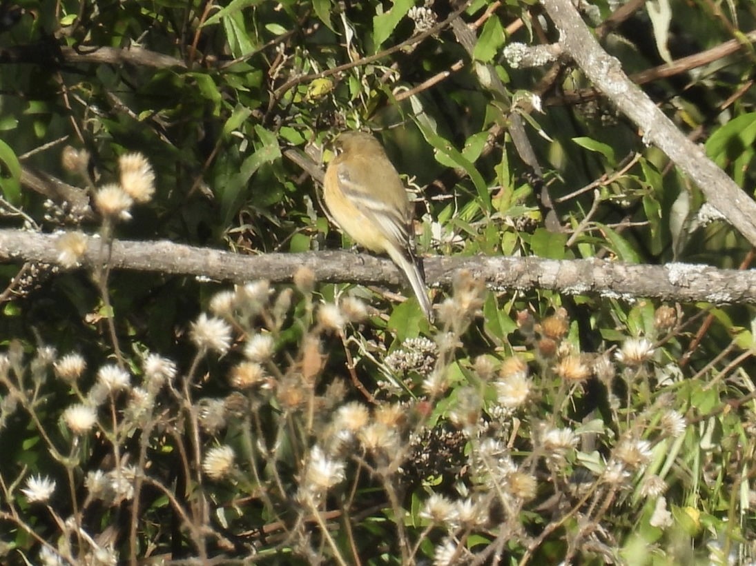 Buff-breasted Flycatcher - ML644619673