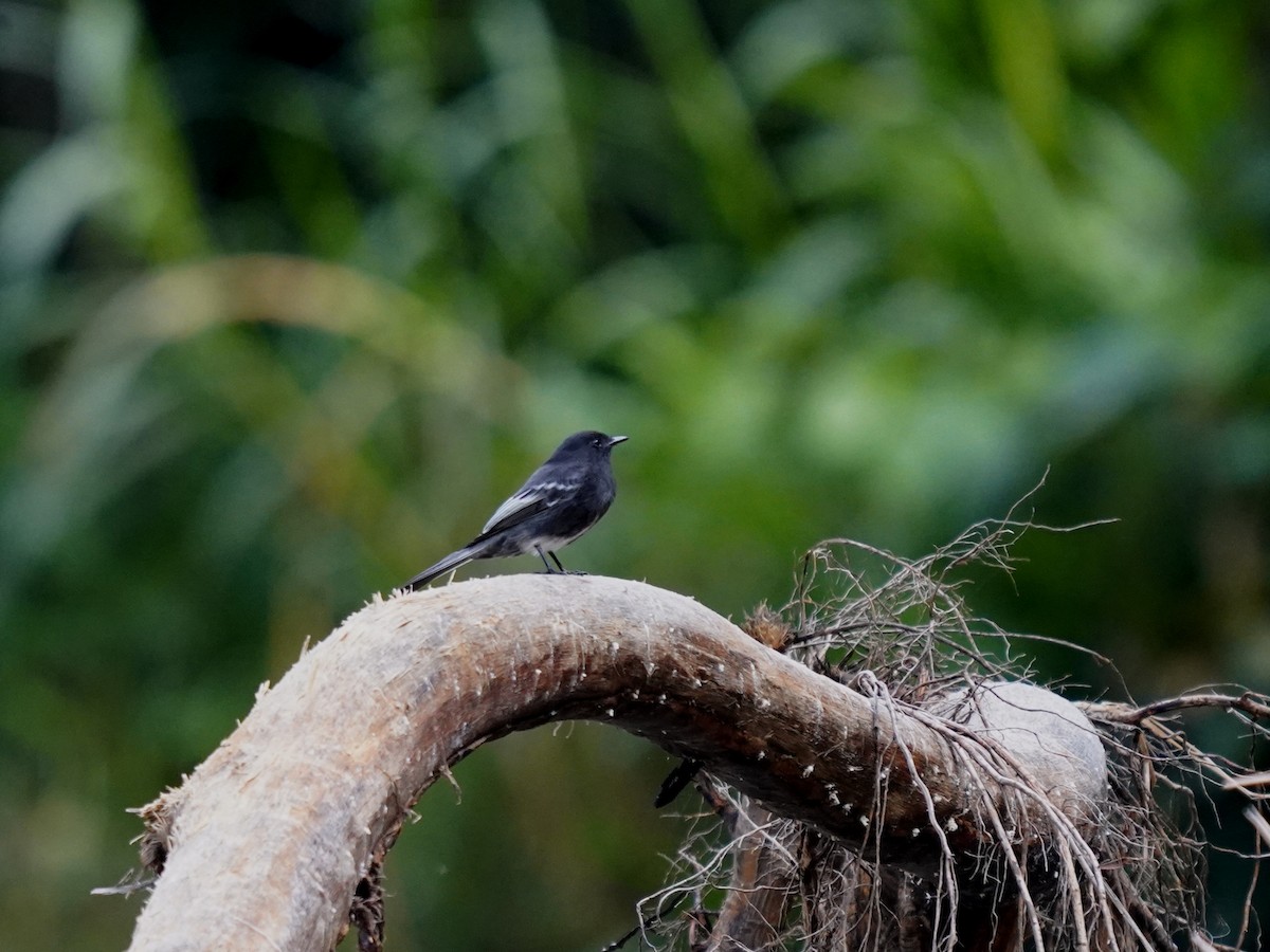 Mosquero Negro - ML644619674