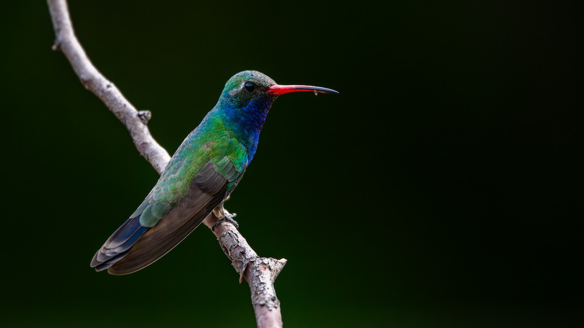 Geniş Gagalı Kolibri - ML644619679