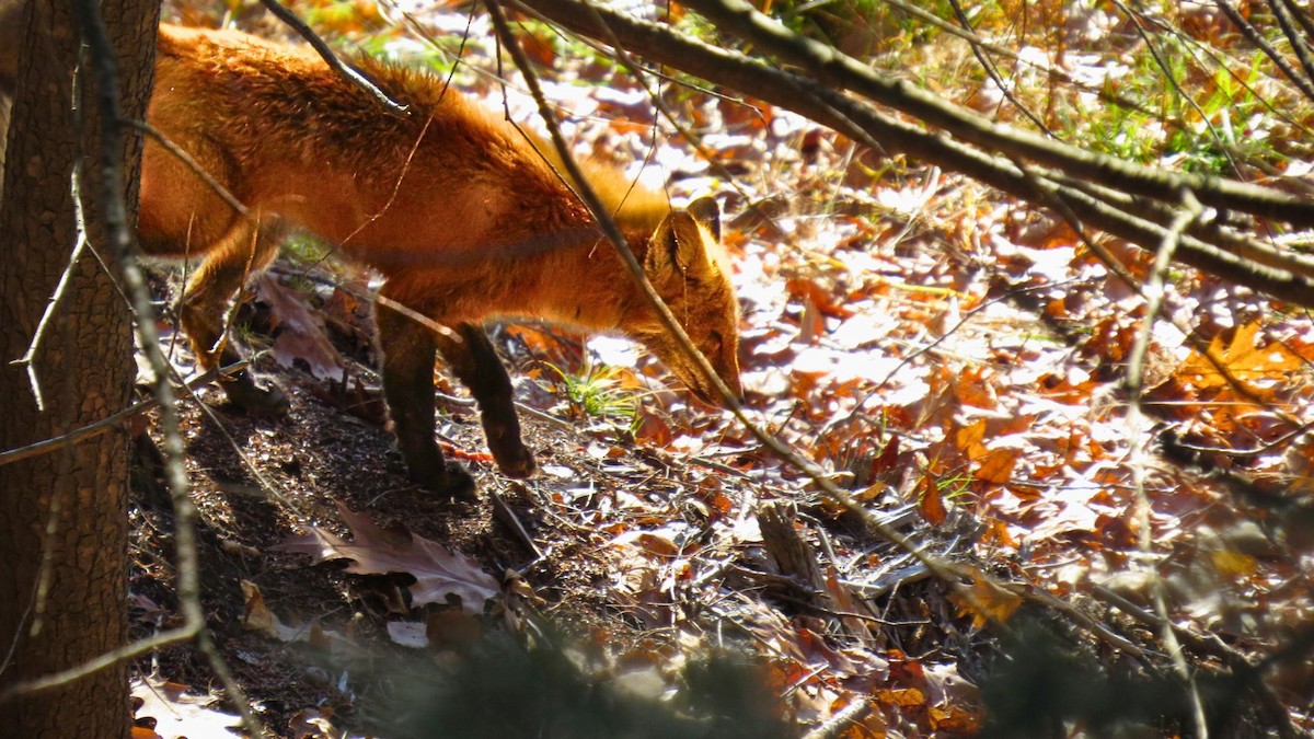 Red Fox - ML644619685