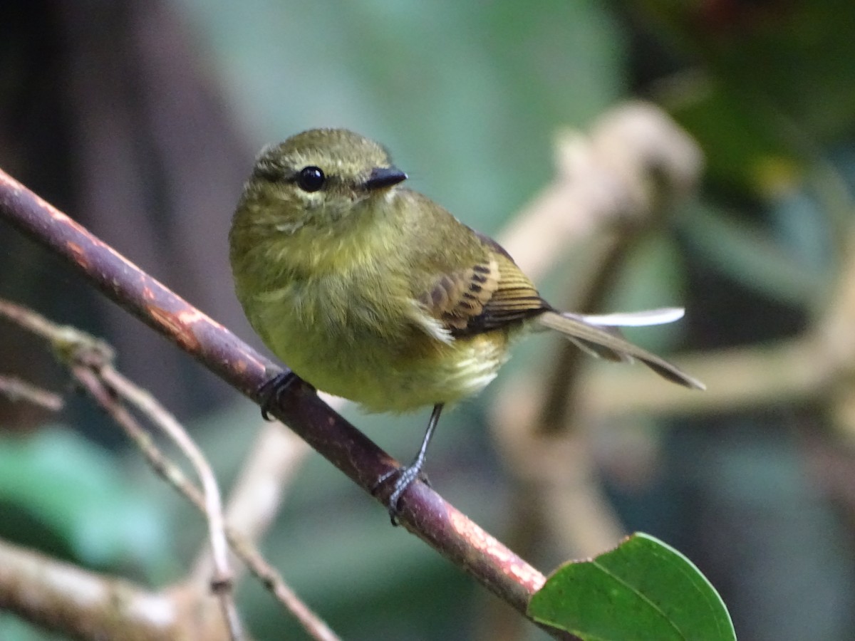 Flavescent Flycatcher - ML644619695