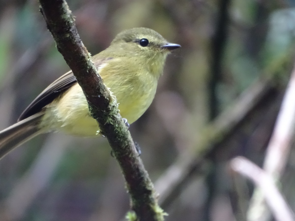 Flavescent Flycatcher - ML644619697