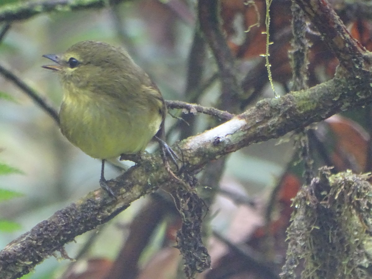 Flavescent Flycatcher - ML644619698