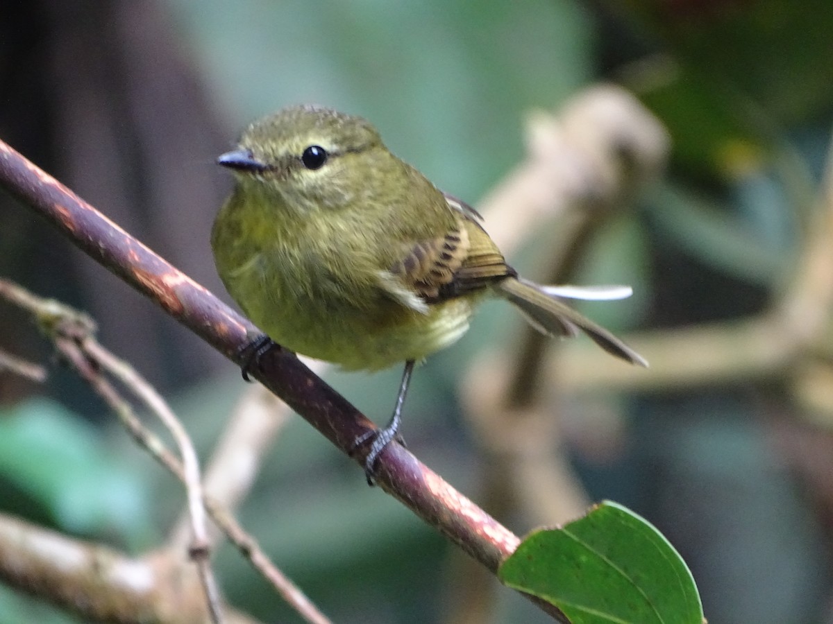 Flavescent Flycatcher - ML644619699