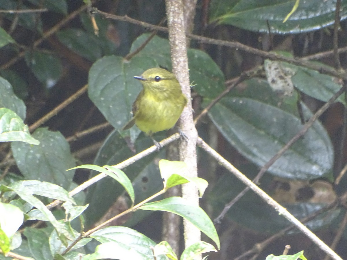 Flavescent Flycatcher - ML644619700