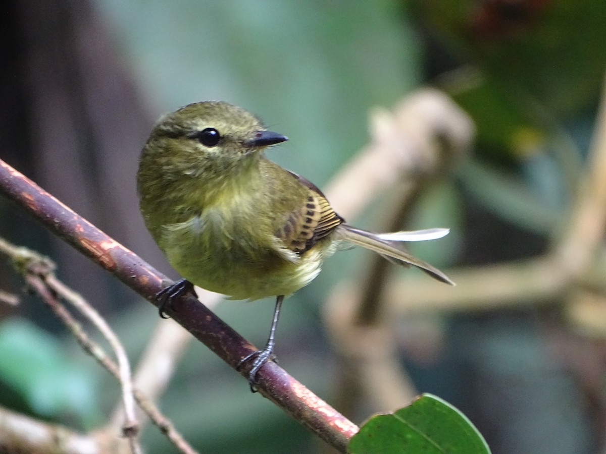 Flavescent Flycatcher - ML644619701