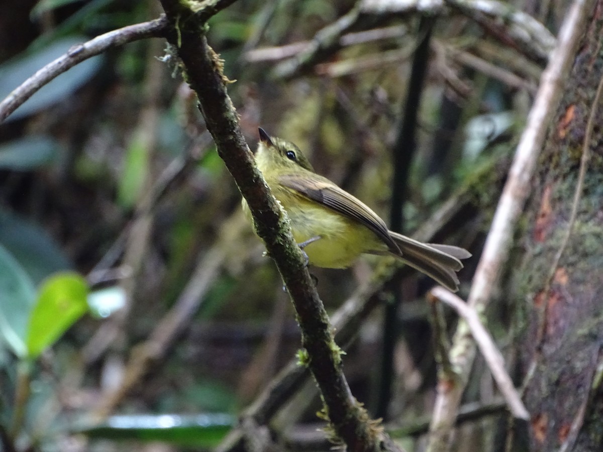 Flavescent Flycatcher - ML644619710