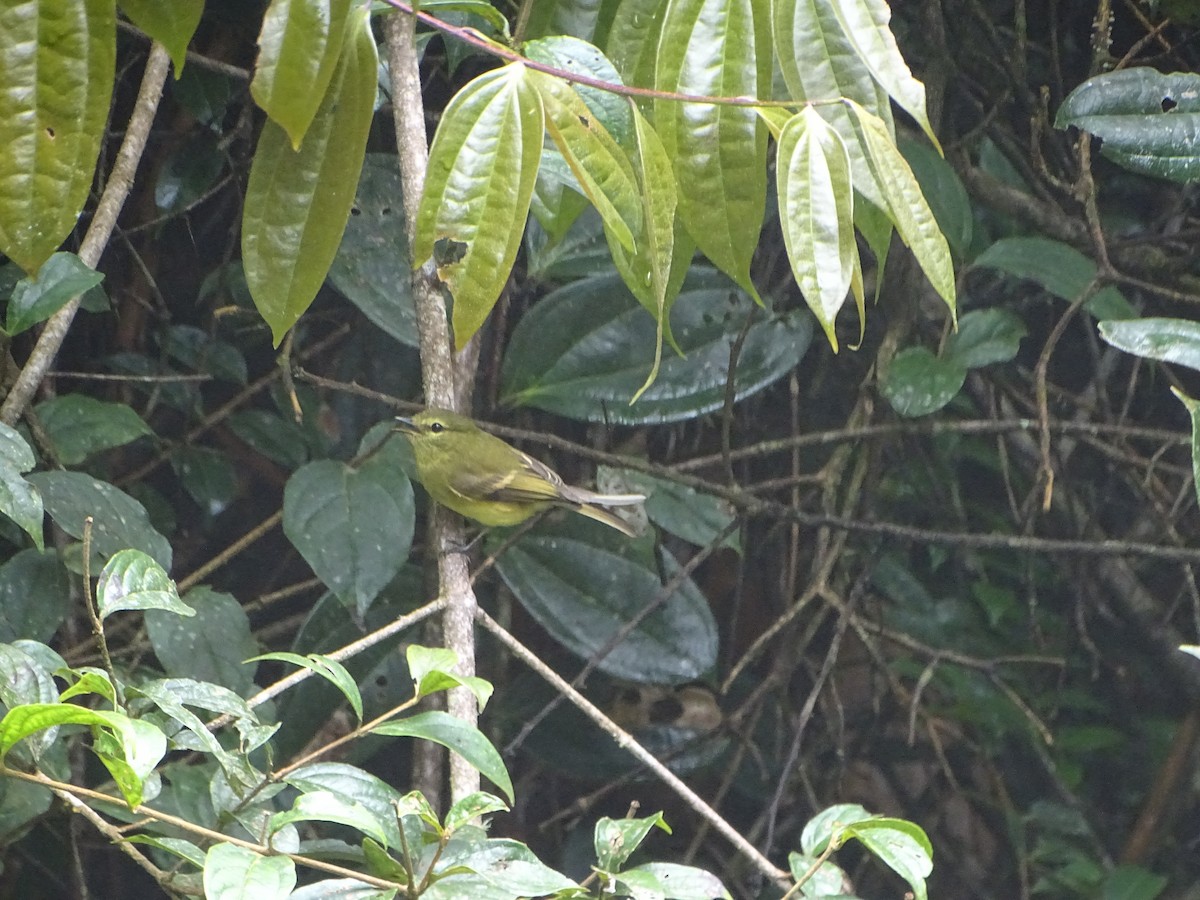 Flavescent Flycatcher - ML644619711