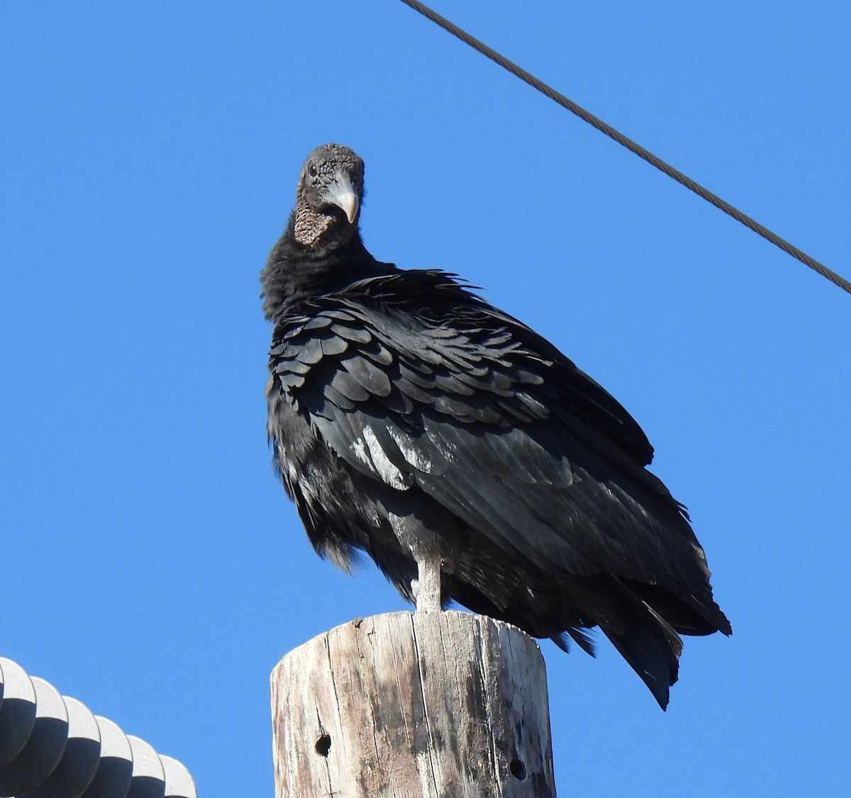 Black Vulture - ML644619714