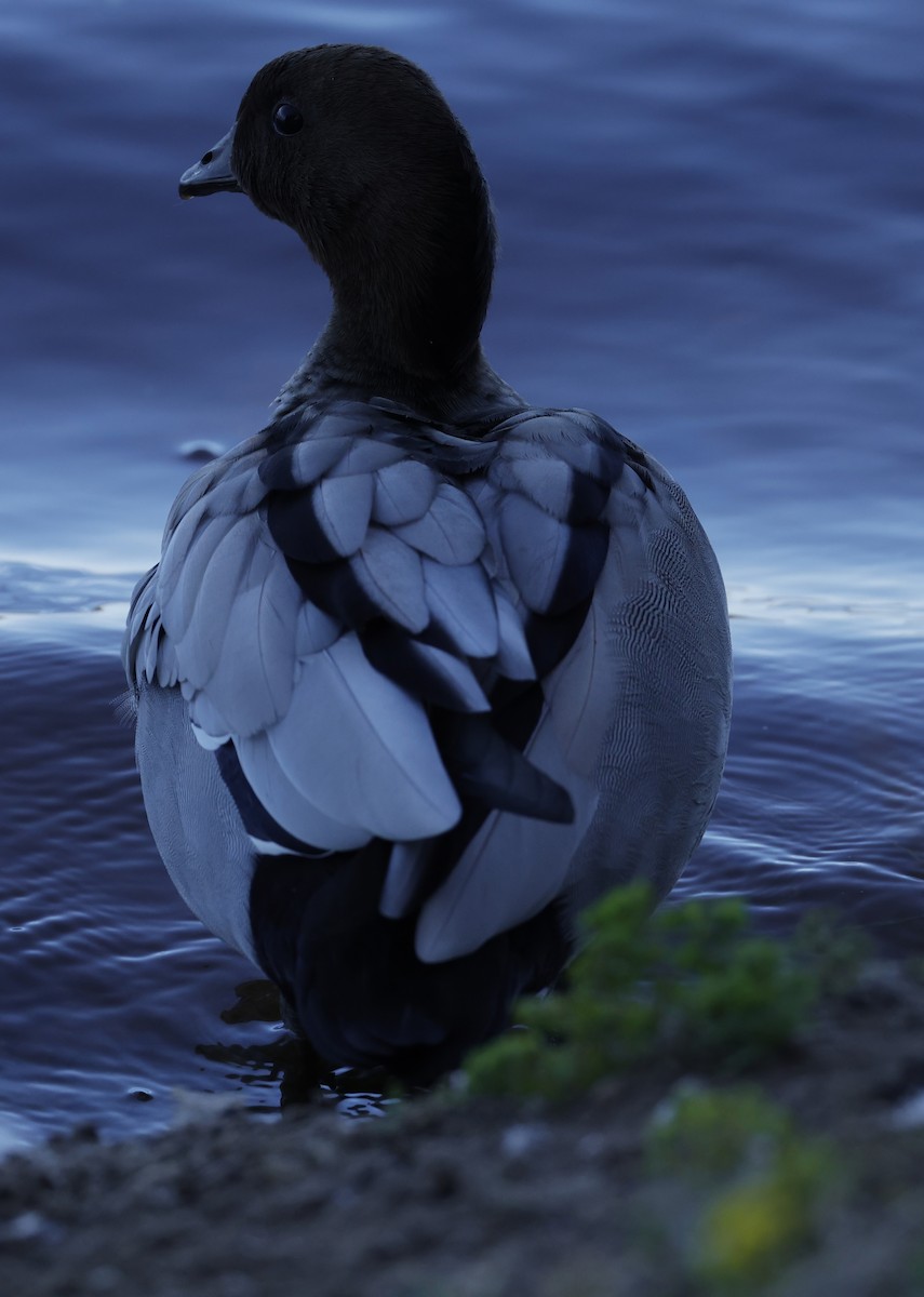 Pato de Crin - ML644619715