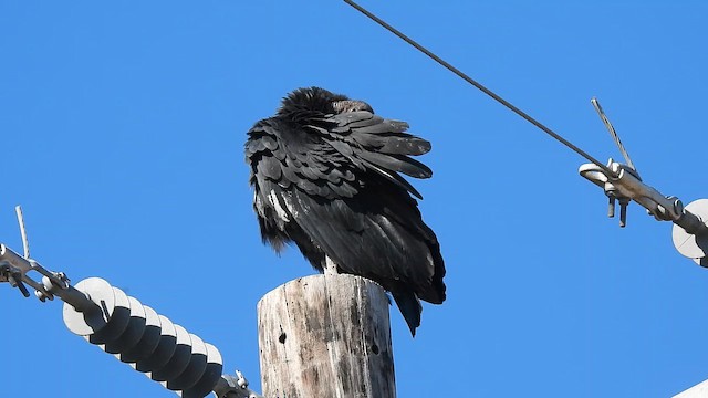 Black Vulture - ML644619725