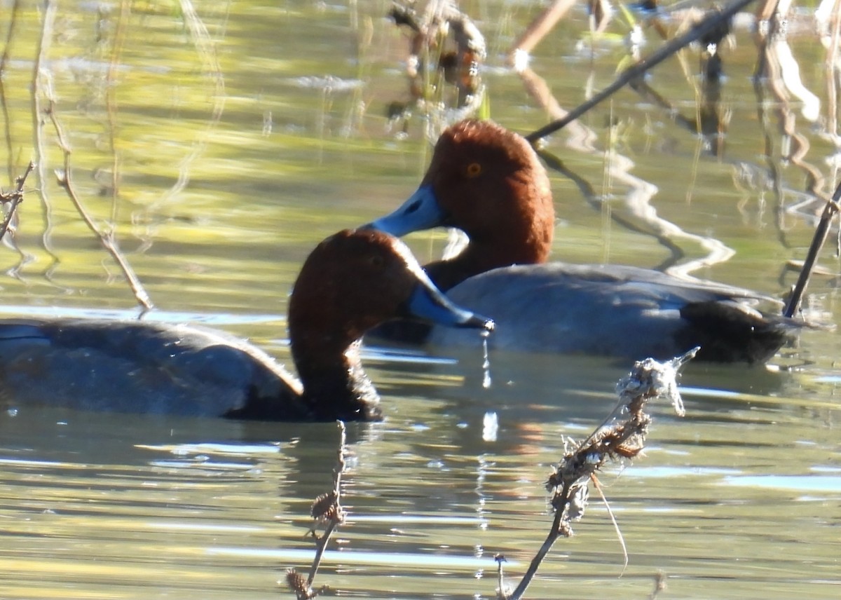 Redhead - ML644619726