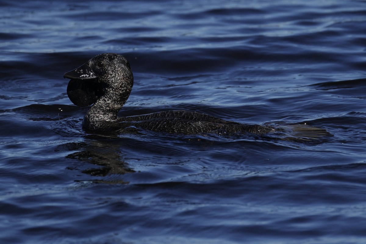 Malvasía Papuda - ML644619741