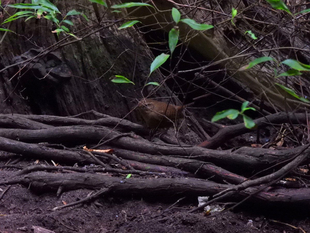 Chochín del Pacífico - ML644619749