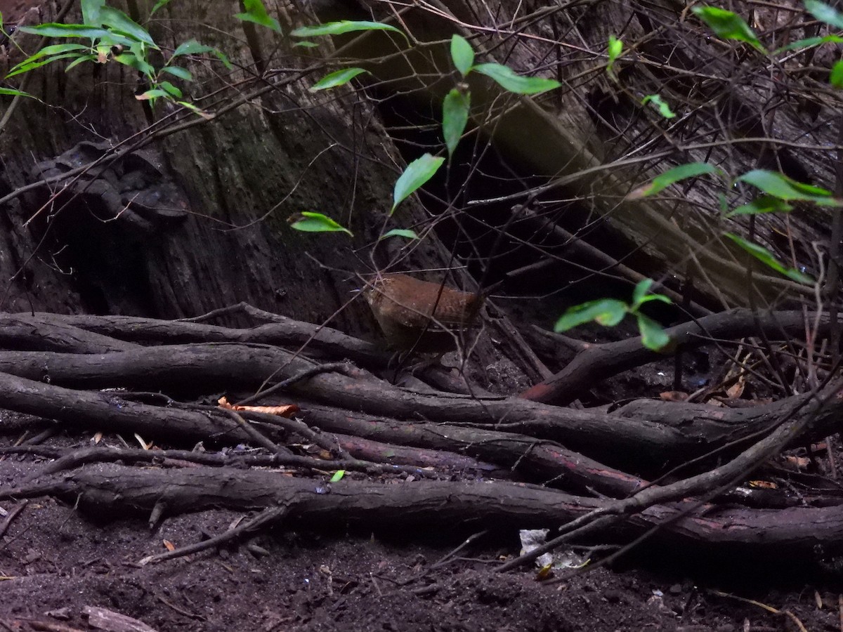 Chochín del Pacífico - ML644619750