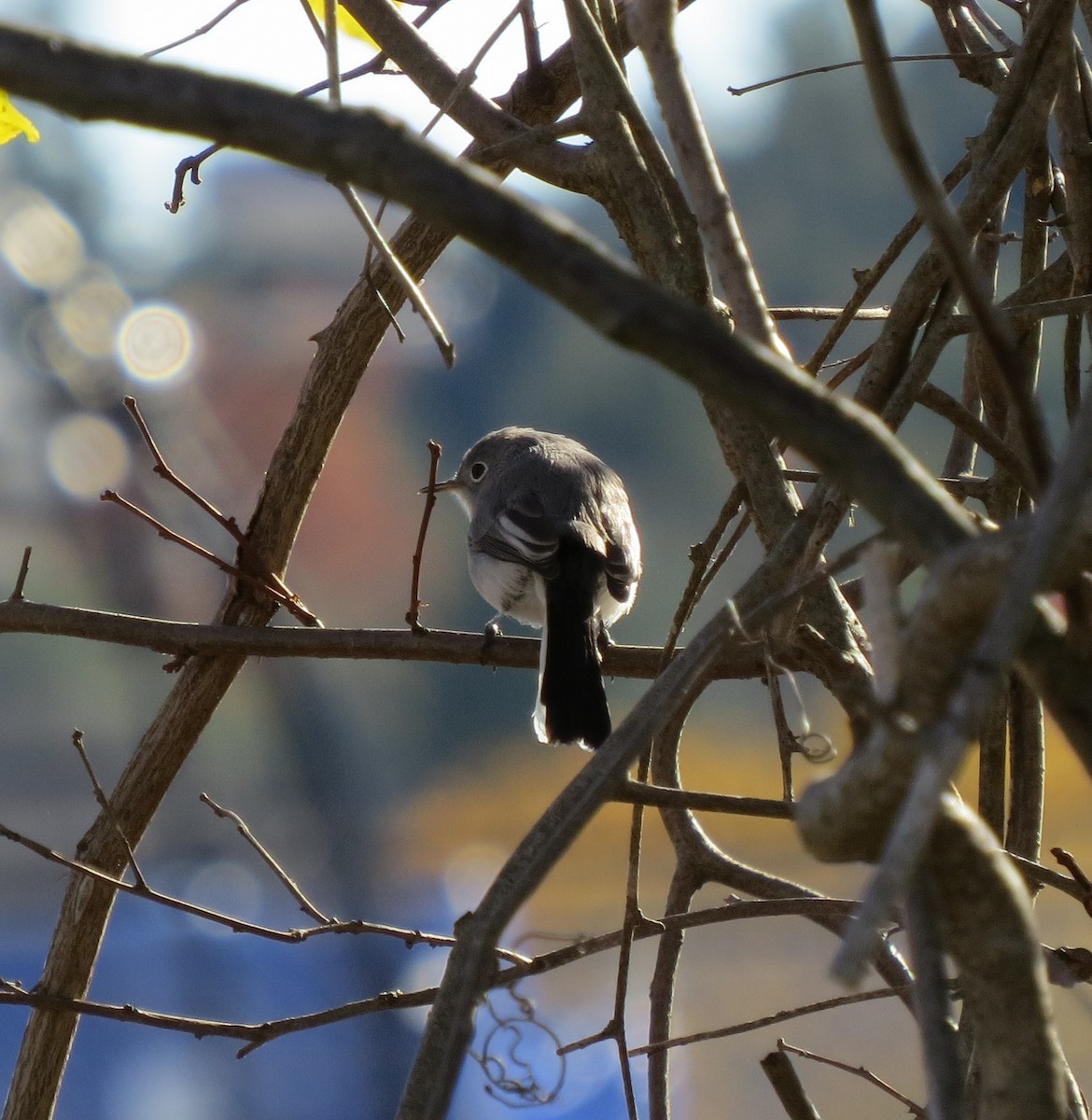 Комароловка сиза - ML644619751