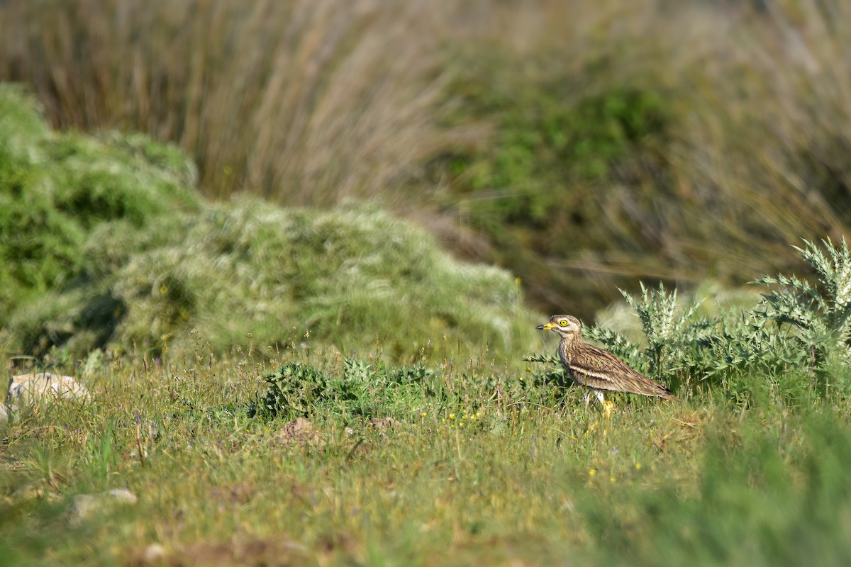 Alcaraván Común - ML644619756
