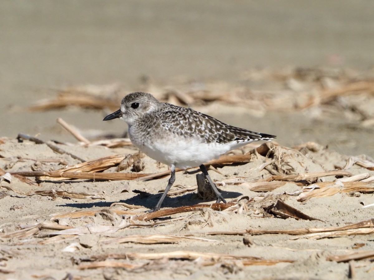 Буурал сүвээ цагаан - ML644619761