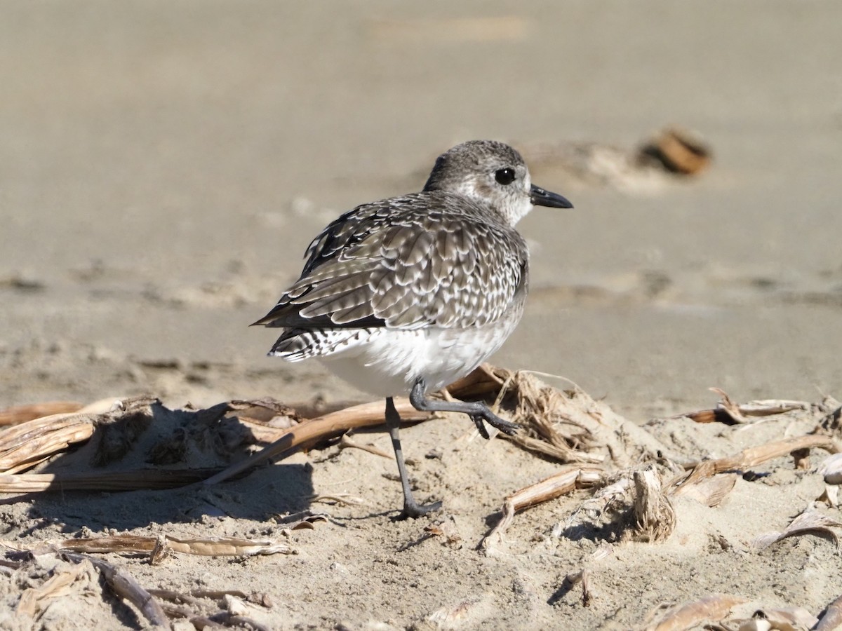 Буурал сүвээ цагаан - ML644619762