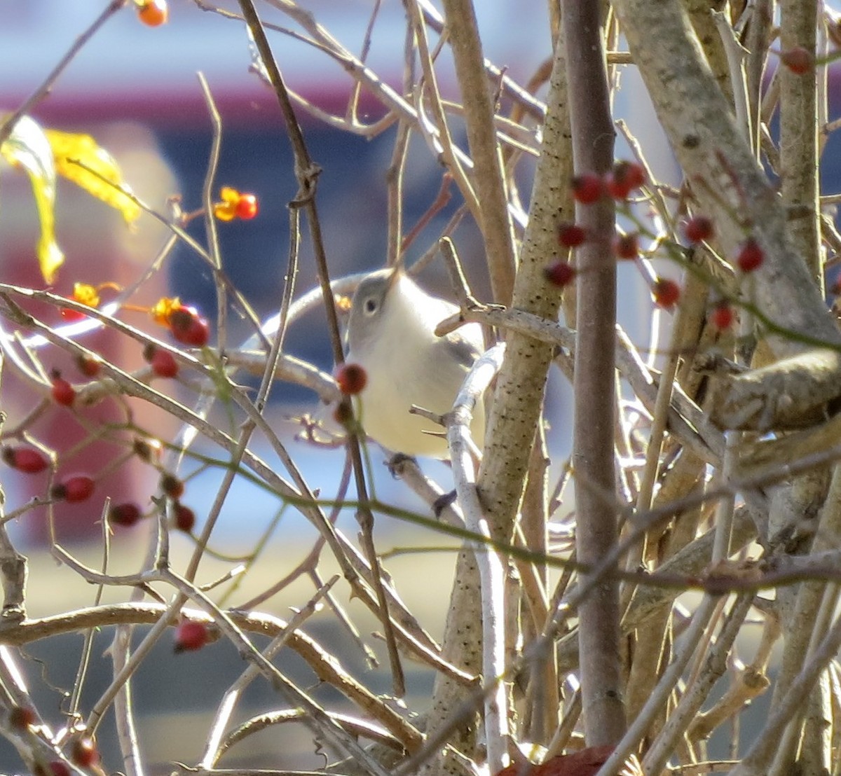 Комароловка сиза - ML644619764