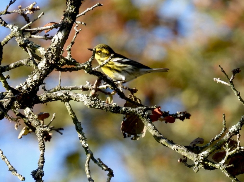 Reinita de Townsend - ML644619765