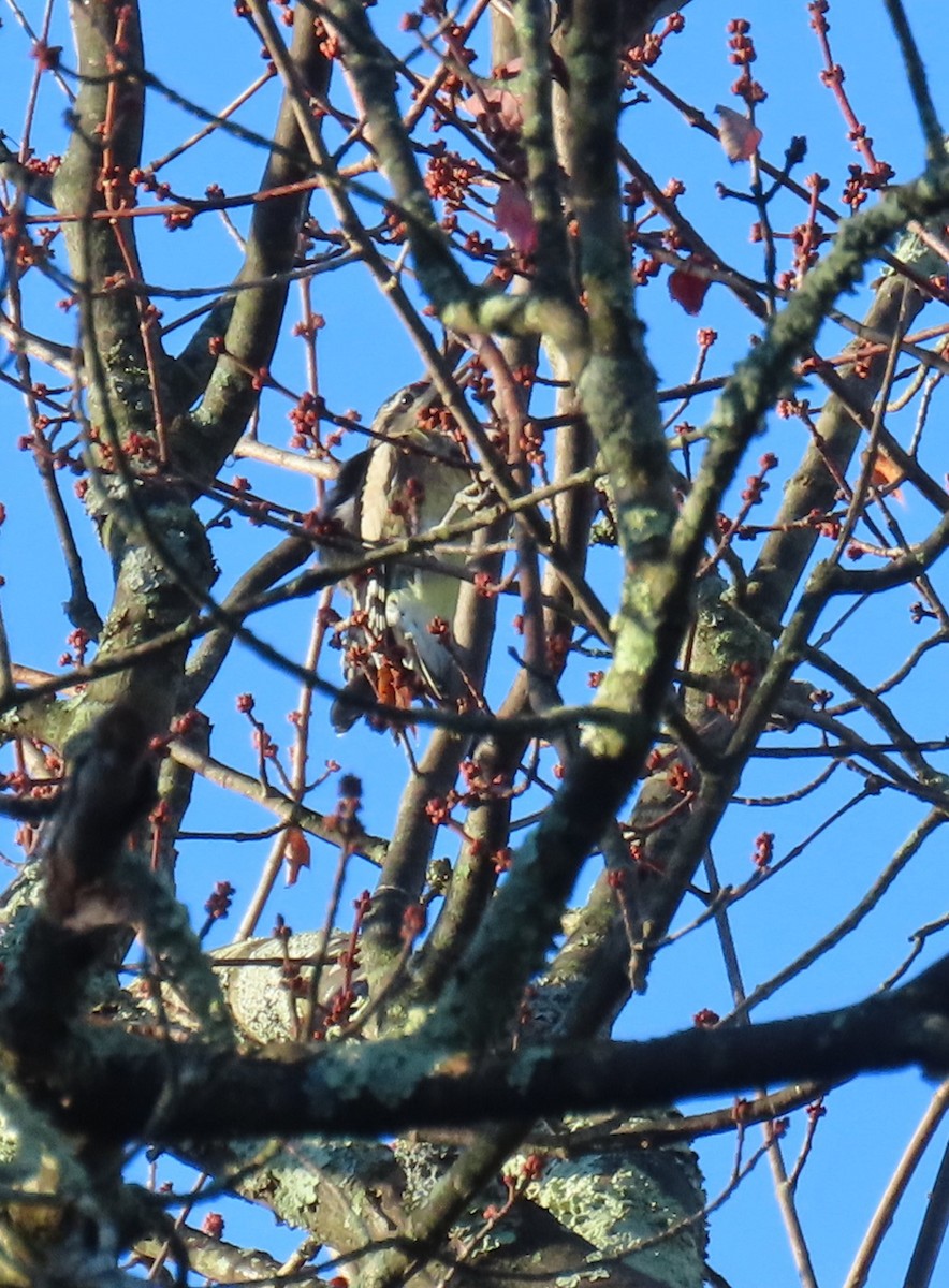 Chupasavia Norteño - ML644619767