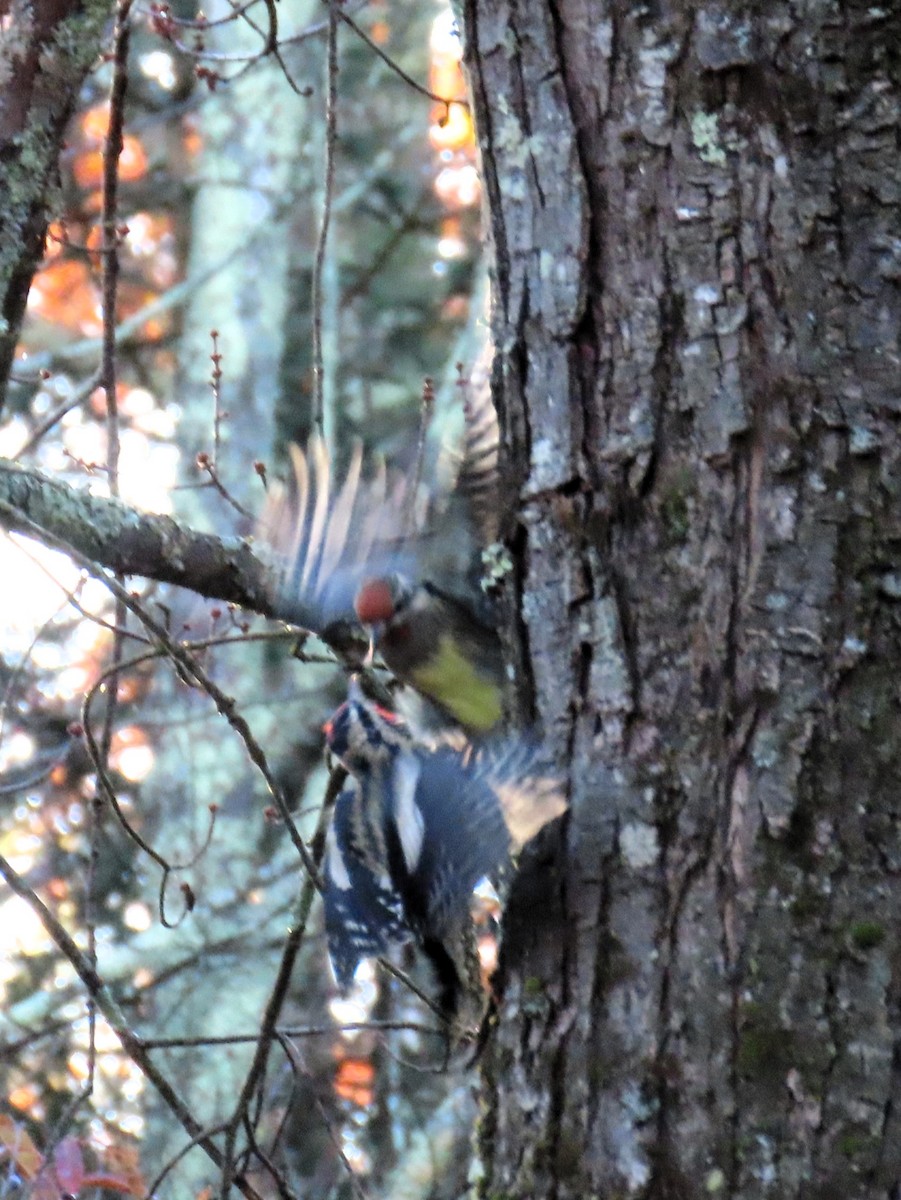 Chupasavia Norteño - ML644619768