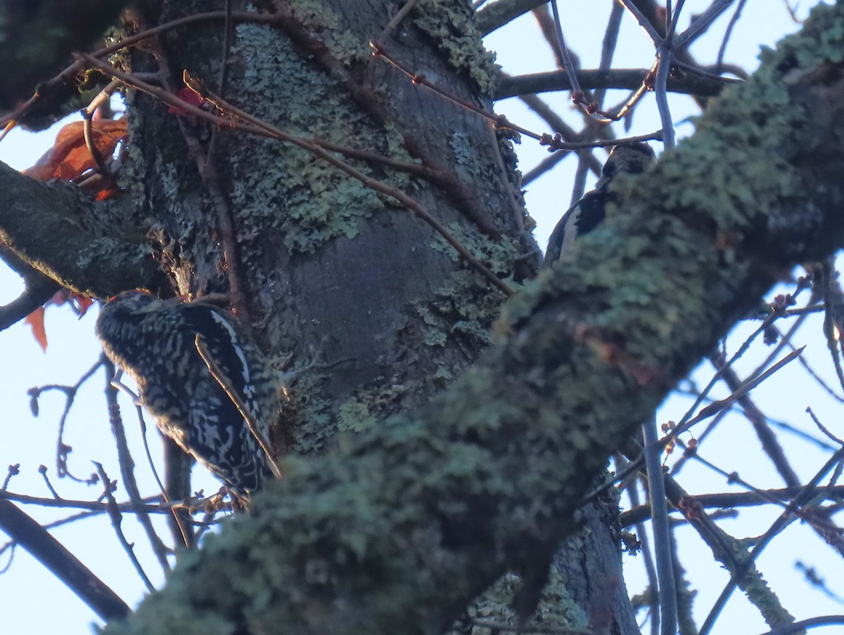 Chupasavia Norteño - ML644619769