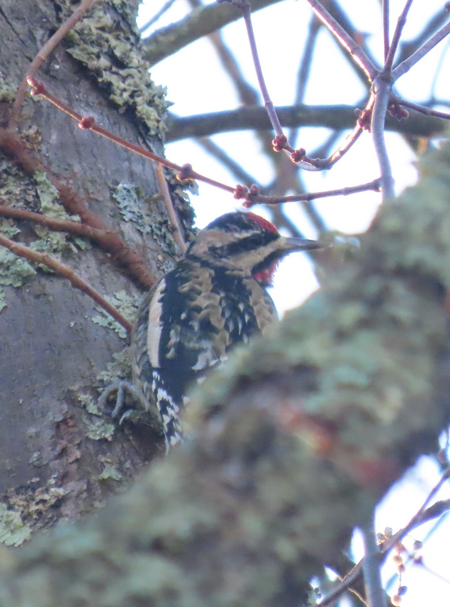 Chupasavia Norteño - ML644619770