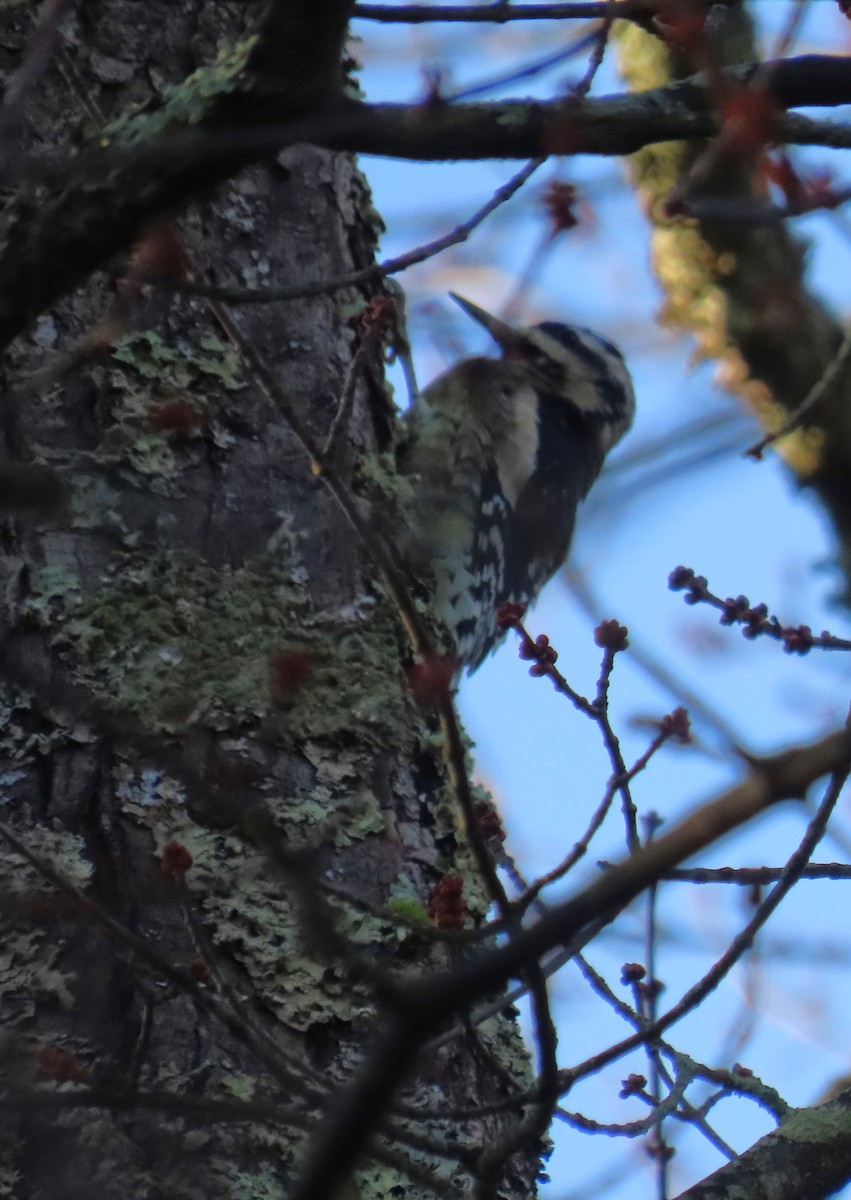 Chupasavia Norteño - ML644619771
