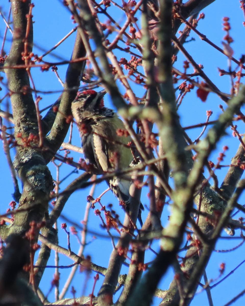 Chupasavia Norteño - ML644619772