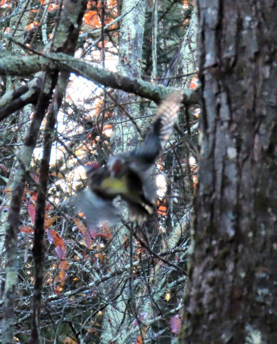 Chupasavia Norteño - ML644619773