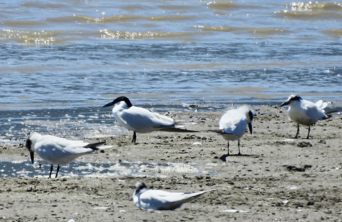 Pagaza Australiana - ML644619774