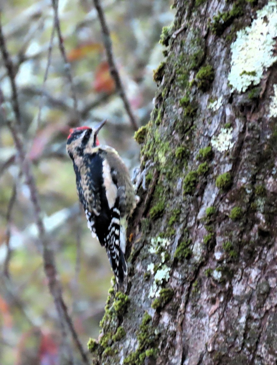 Chupasavia Norteño - ML644619775