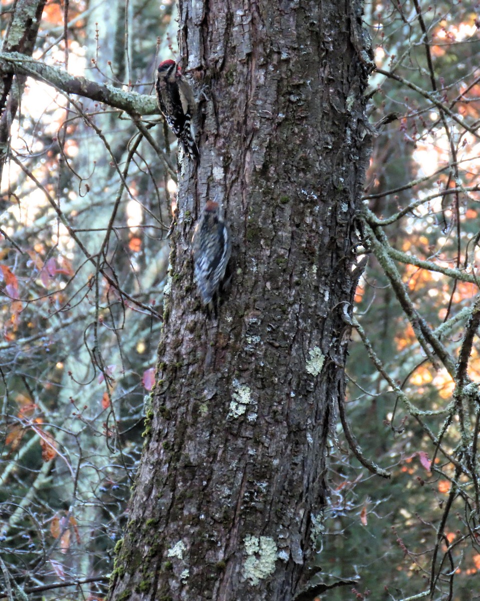 Chupasavia Norteño - ML644619776