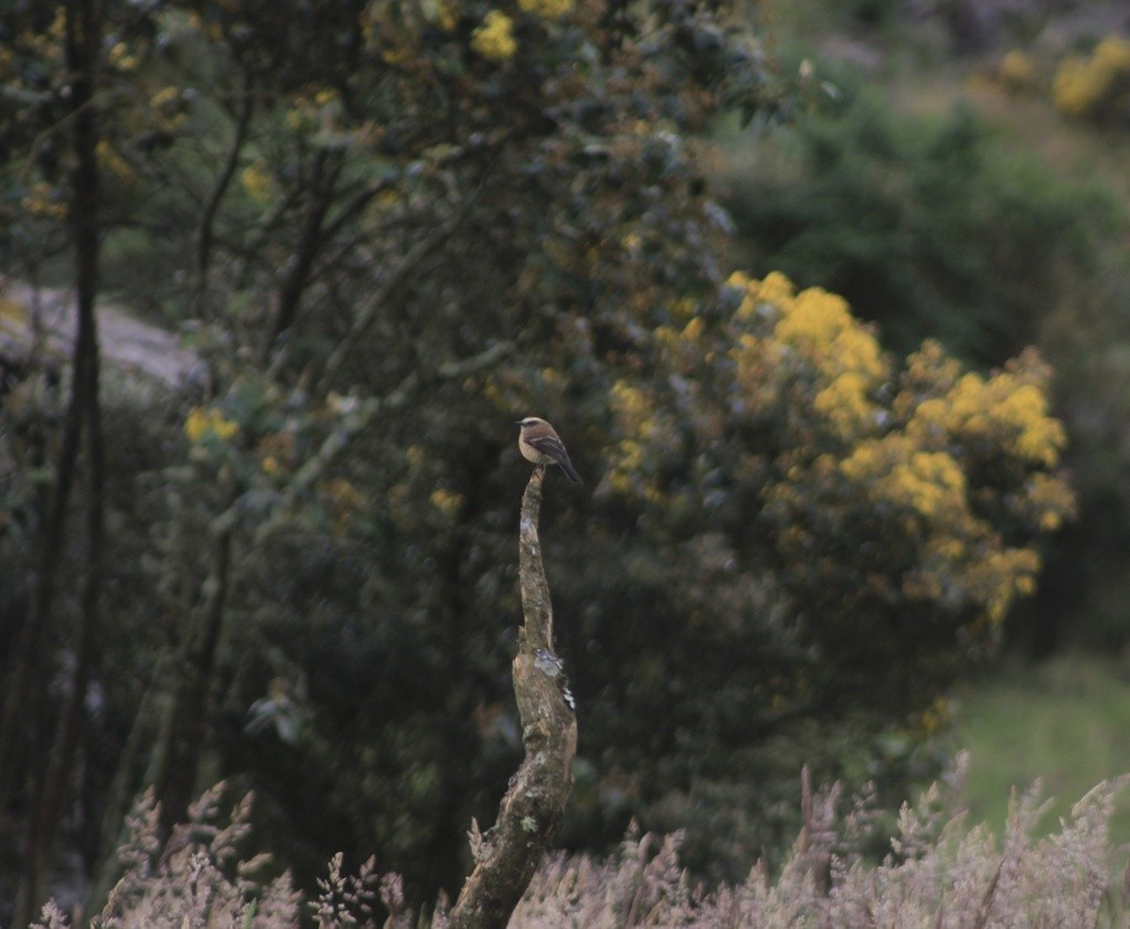 Pitajo Dorsipardo - ML644619777