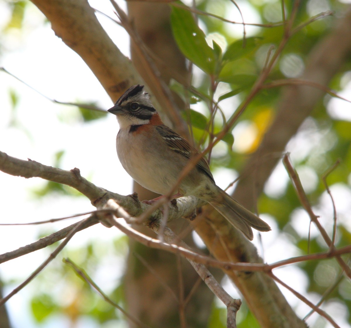 Chingolo Común - ML644619778