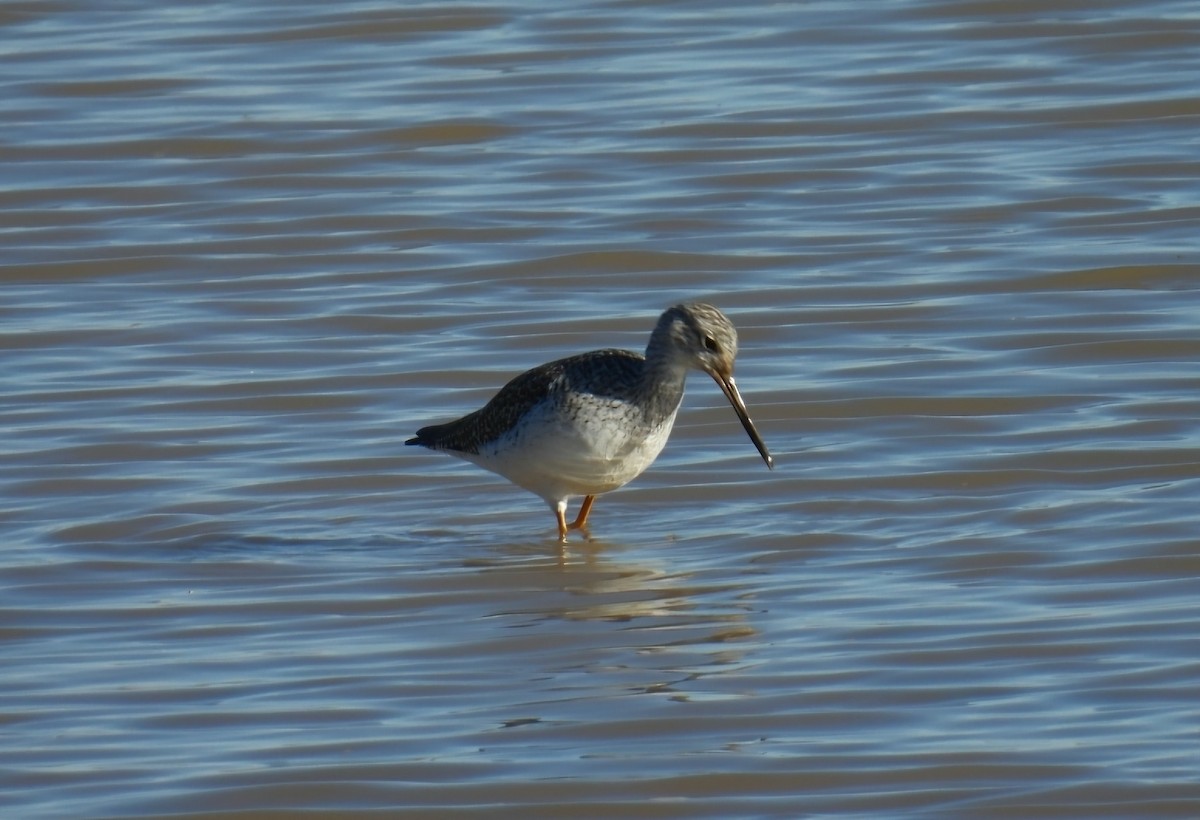 Archibebe Patigualdo Grande - ML644619779