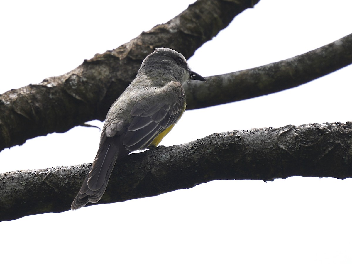 Tirano Melancólico - ML644619780