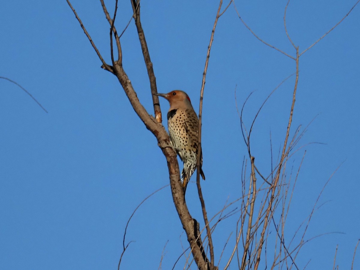 Carpintero Escapulario (Dorado) - ML644619782
