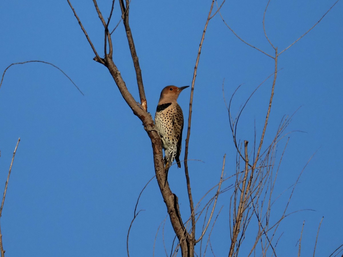 Carpintero Escapulario (Dorado) - ML644619783