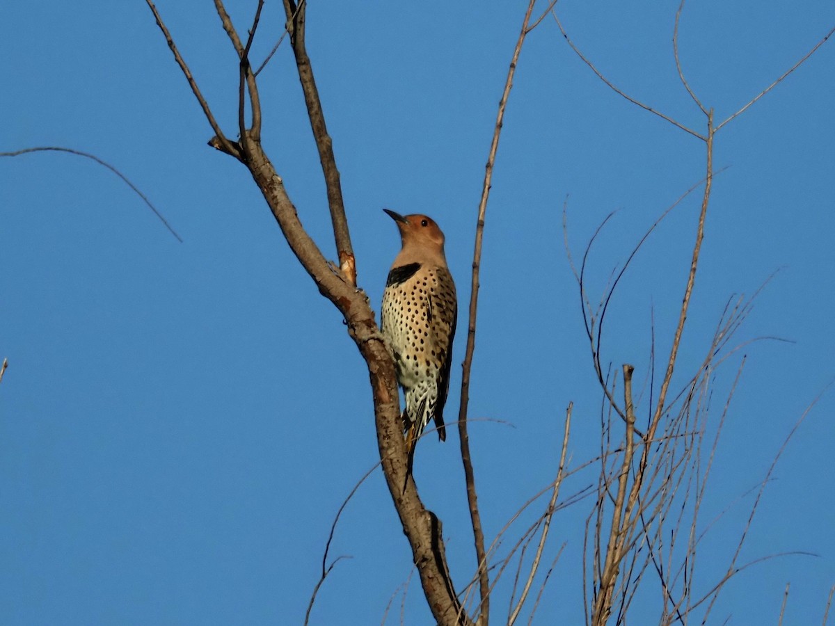 Carpintero Escapulario (Dorado) - ML644619784