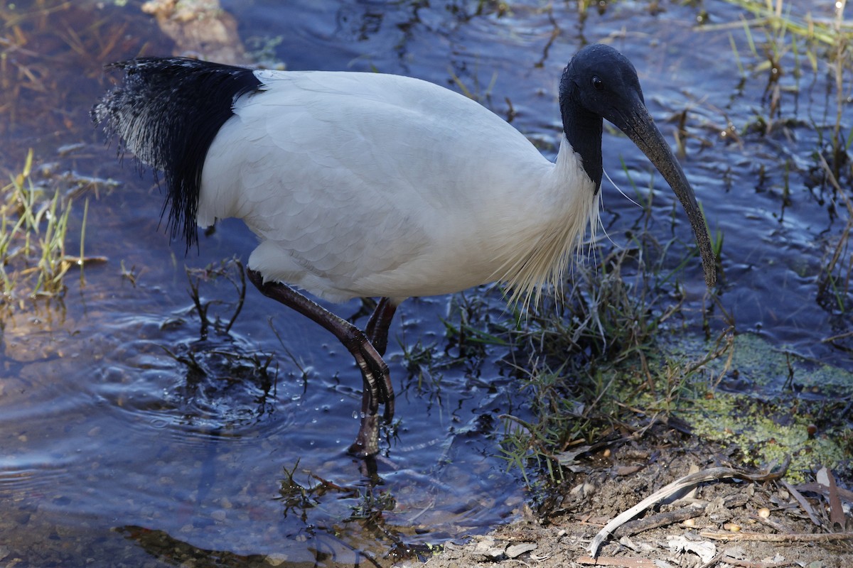 Ibis Moluqueño - ML644619790