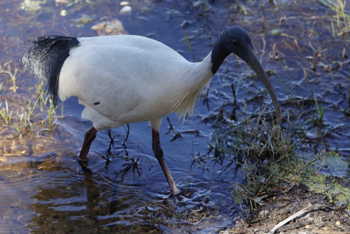 ibis australský - ML644619791