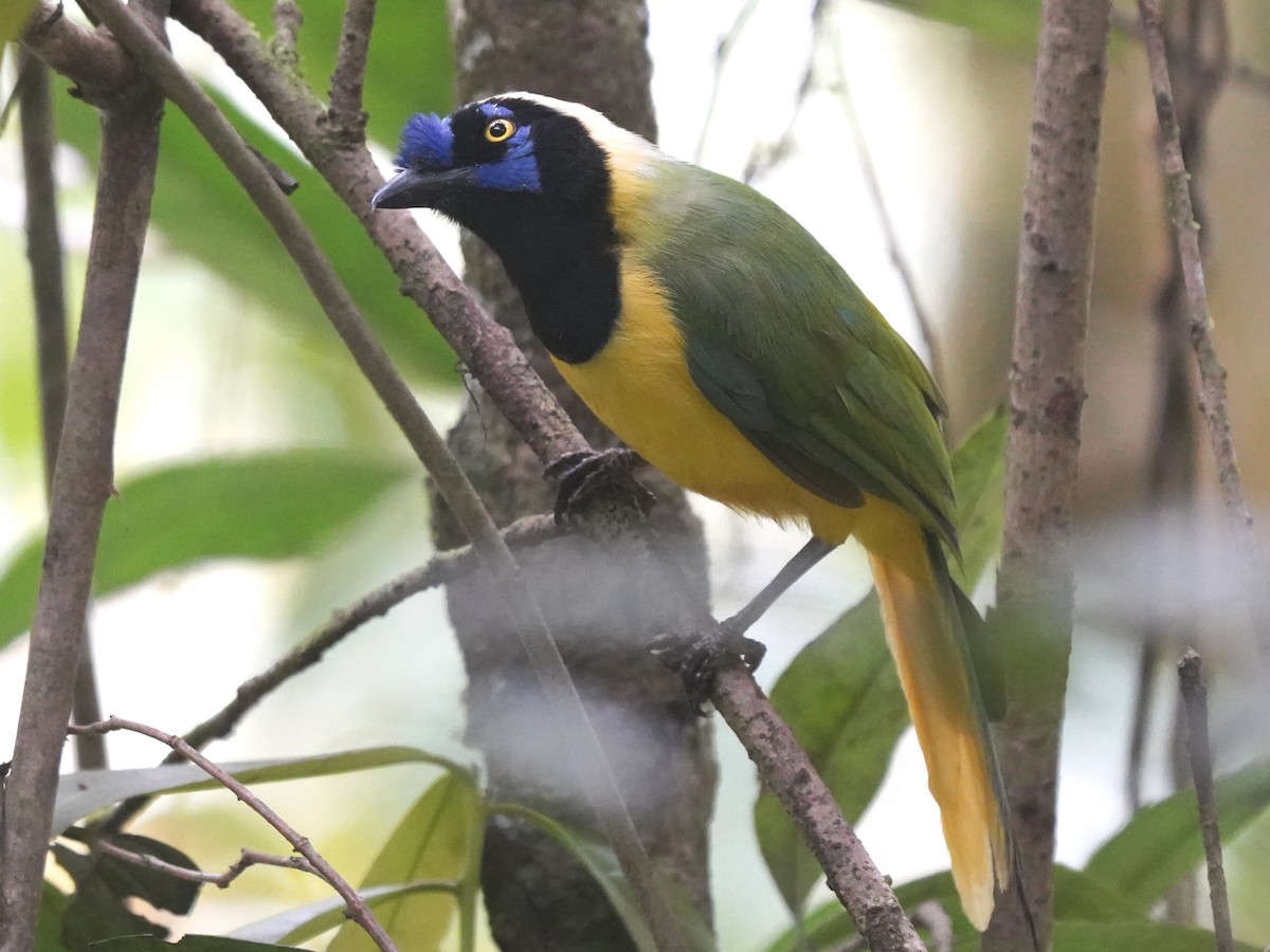 Chara Verde - ML644619792