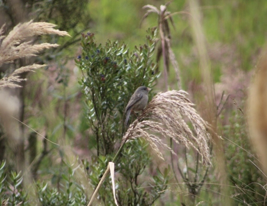 Semillero Sencillo - ML644619793