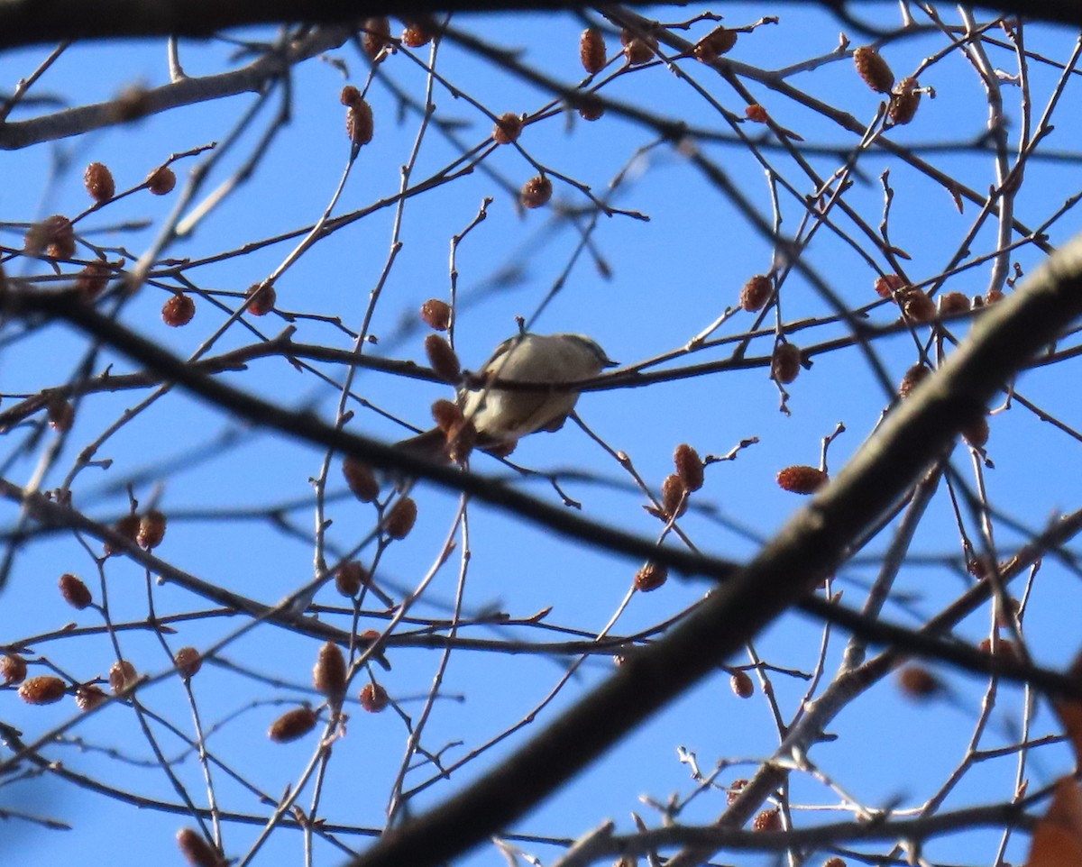 Reyezuelo Sátrapa - ML644619794