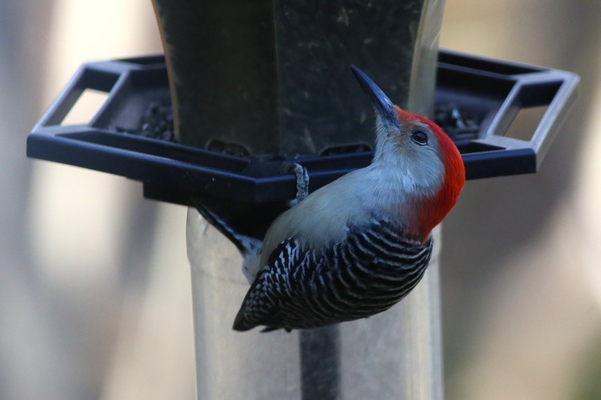 Carpintero de Carolina - ML644619796