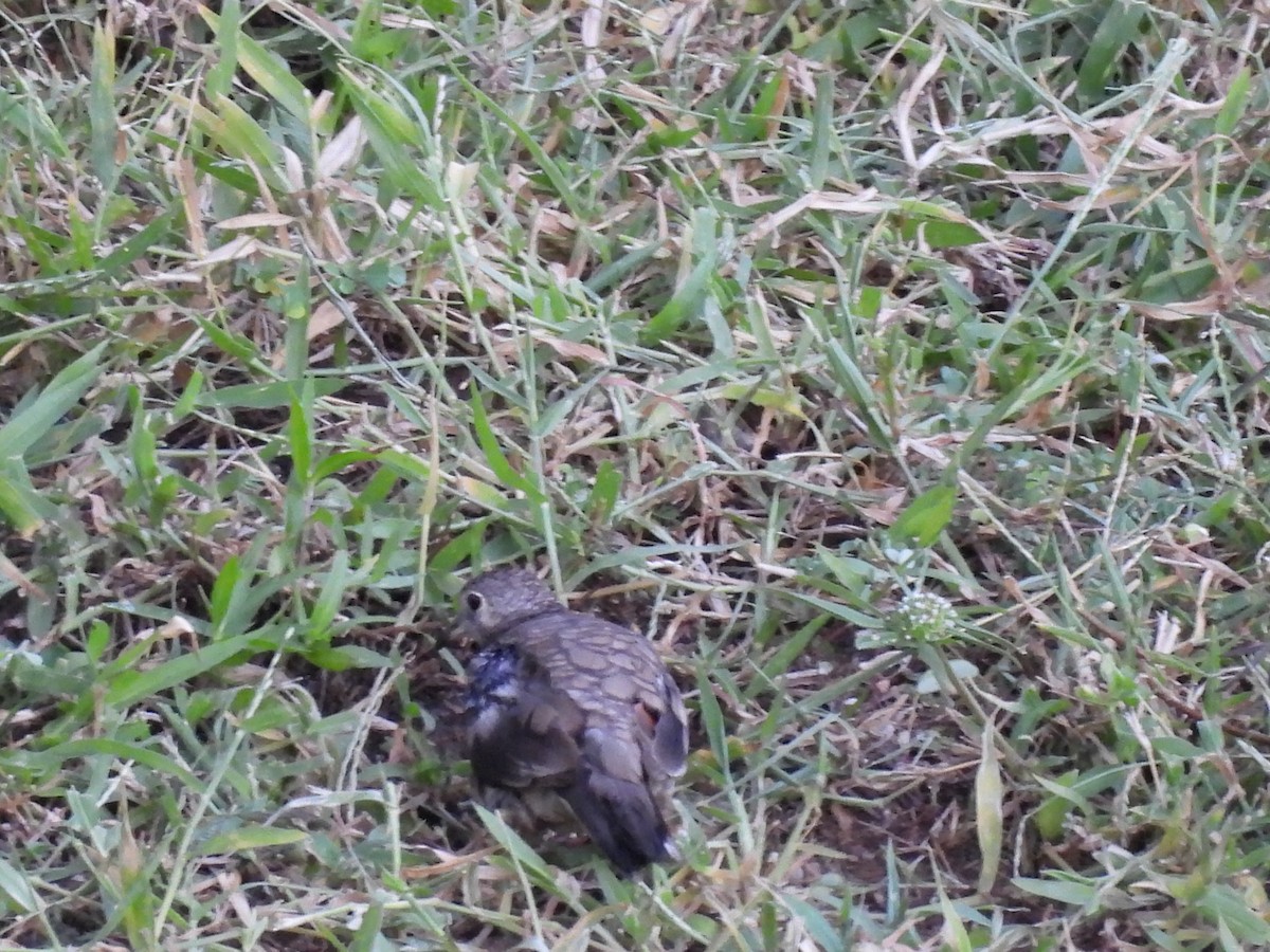 Inca Dove - ML644619802