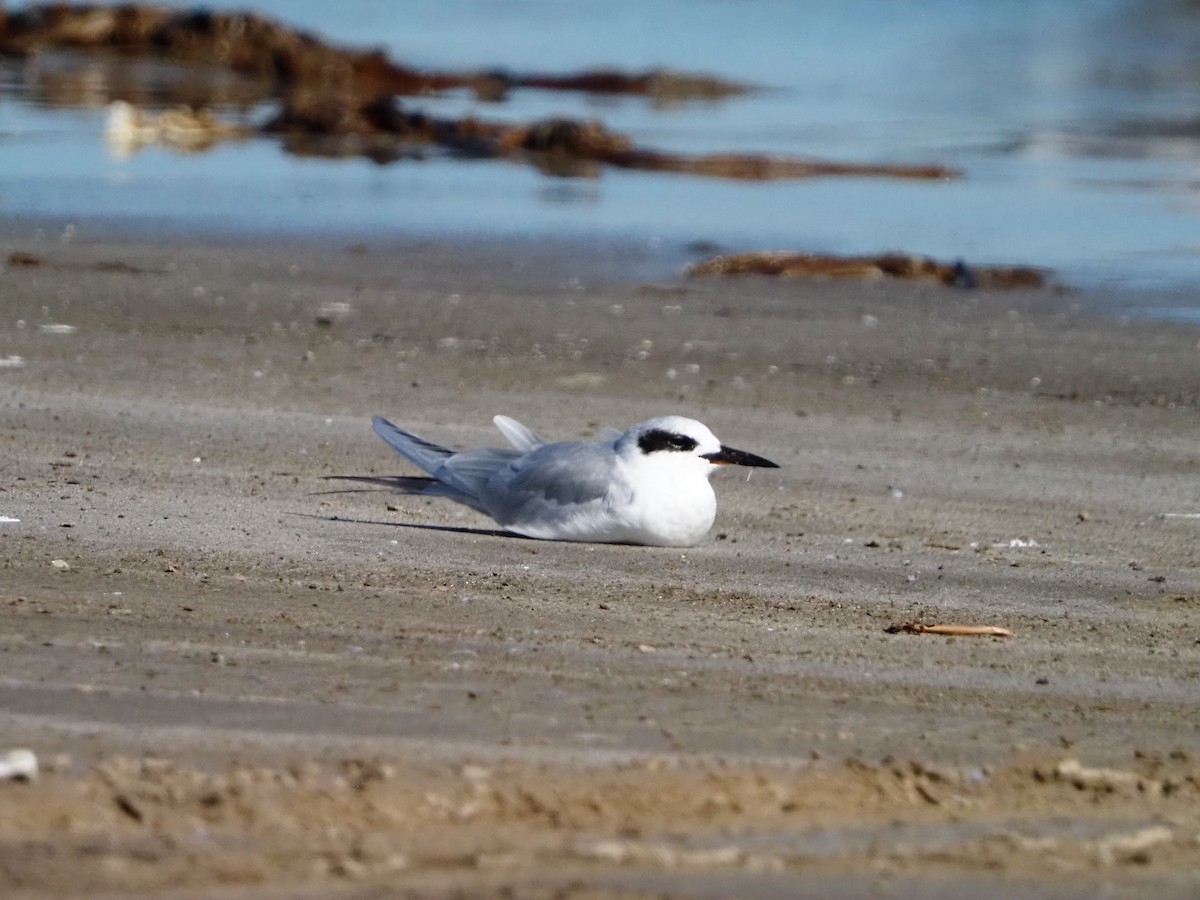Sterne de Forster - ML644619806